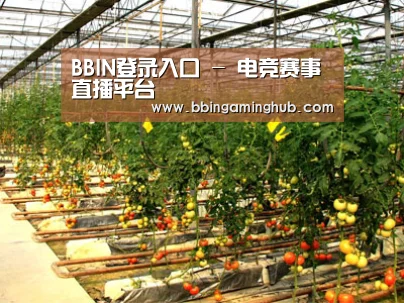 种植基地二(图1)
